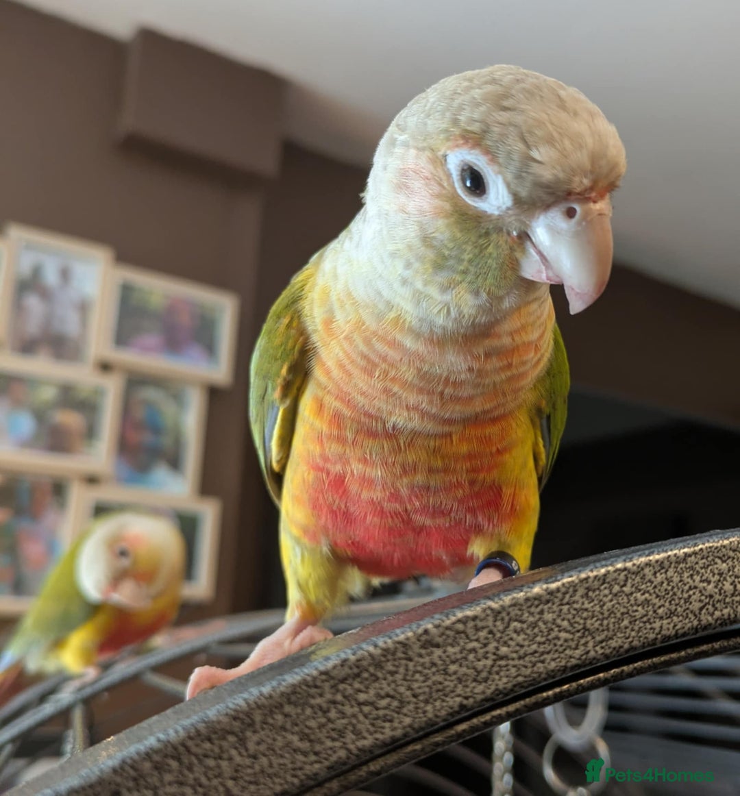 Conures birds for sale: Pineapple conures looking for new home.  - Image 6