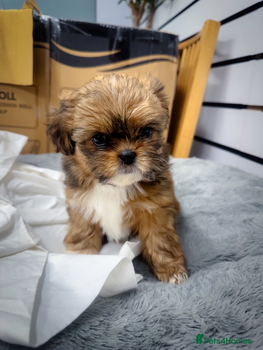 Mixed Breed dogs for sale: 🐶 Adorable Mixed-Breed Puppies Looking for Homes - Advert 14