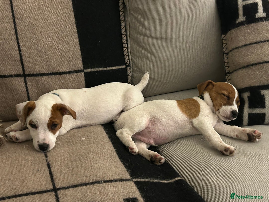 Mixed Breed dogs for sale: Parson / Jack Russell puppies - Advert 21