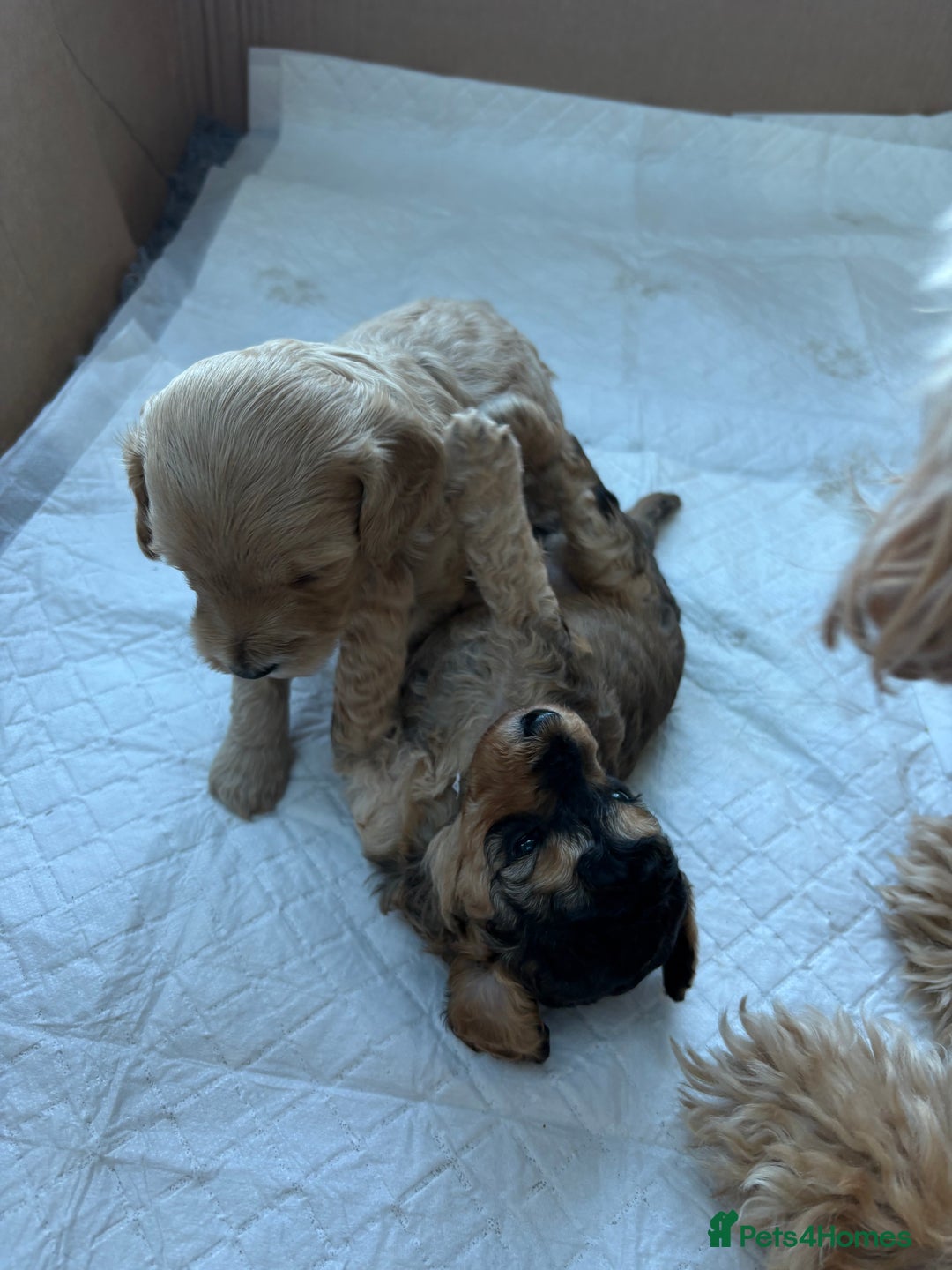 Cockapoo dogs for sale: Cockerpoo puppies for sale  - Advert 10