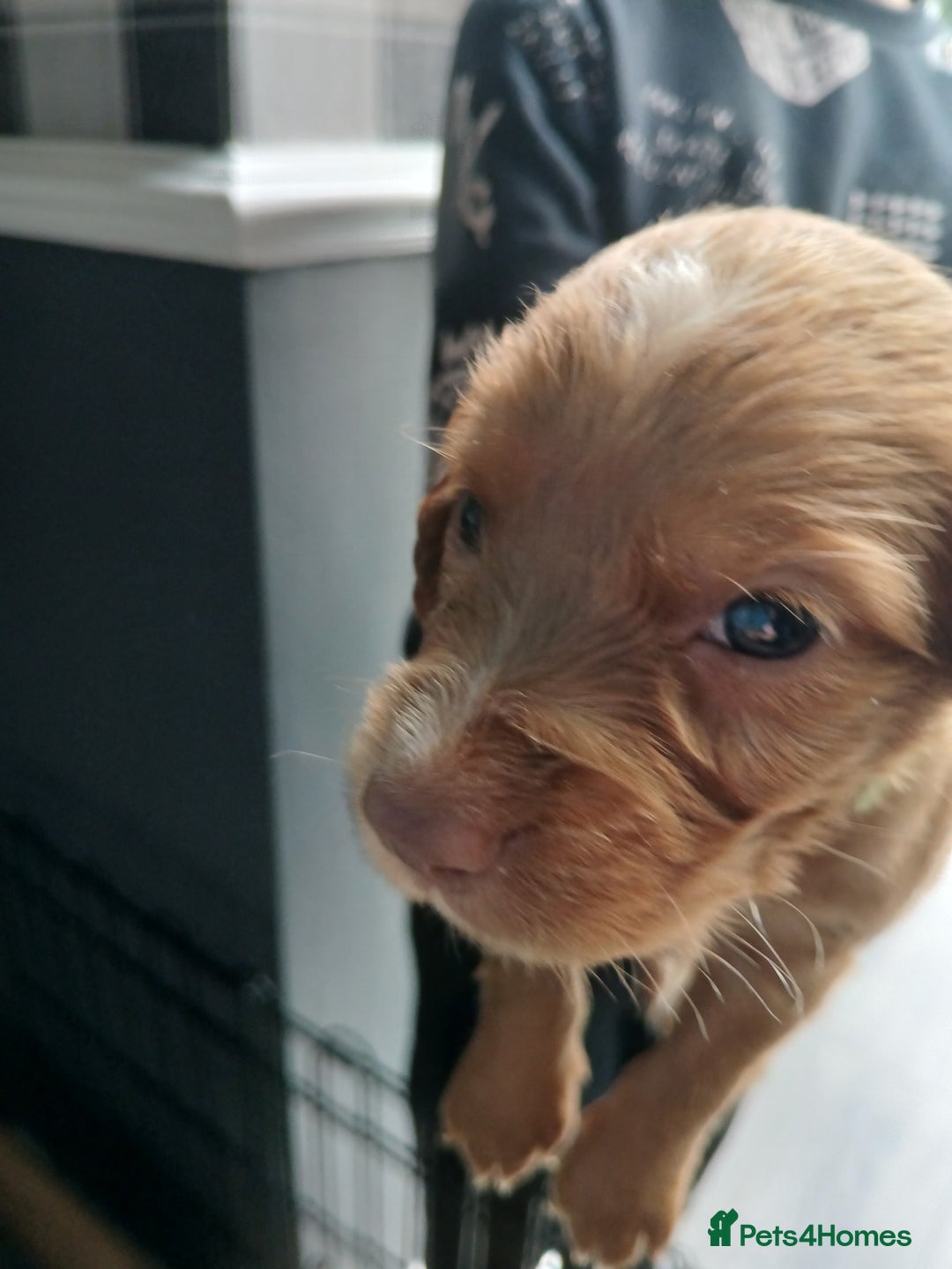 Cocker Spaniel dogs for sale: Working spaniels  - Image 11