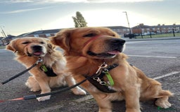 Golden Retriever dogs for stud: Handsome Hugo ready for stud - Image 3