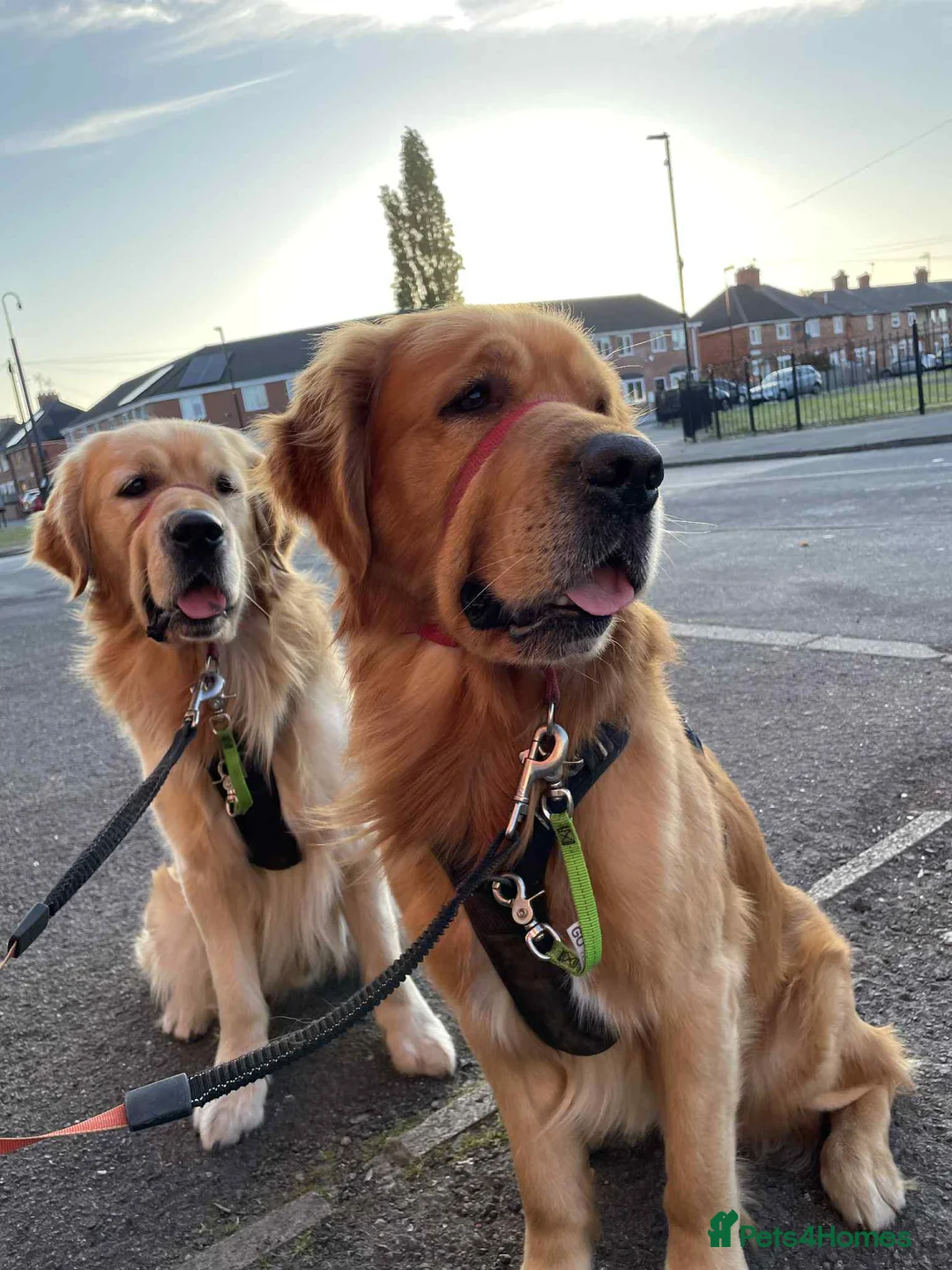 Golden Retriever dogs for stud: Handsome Hugo ready for stud - Advert 3