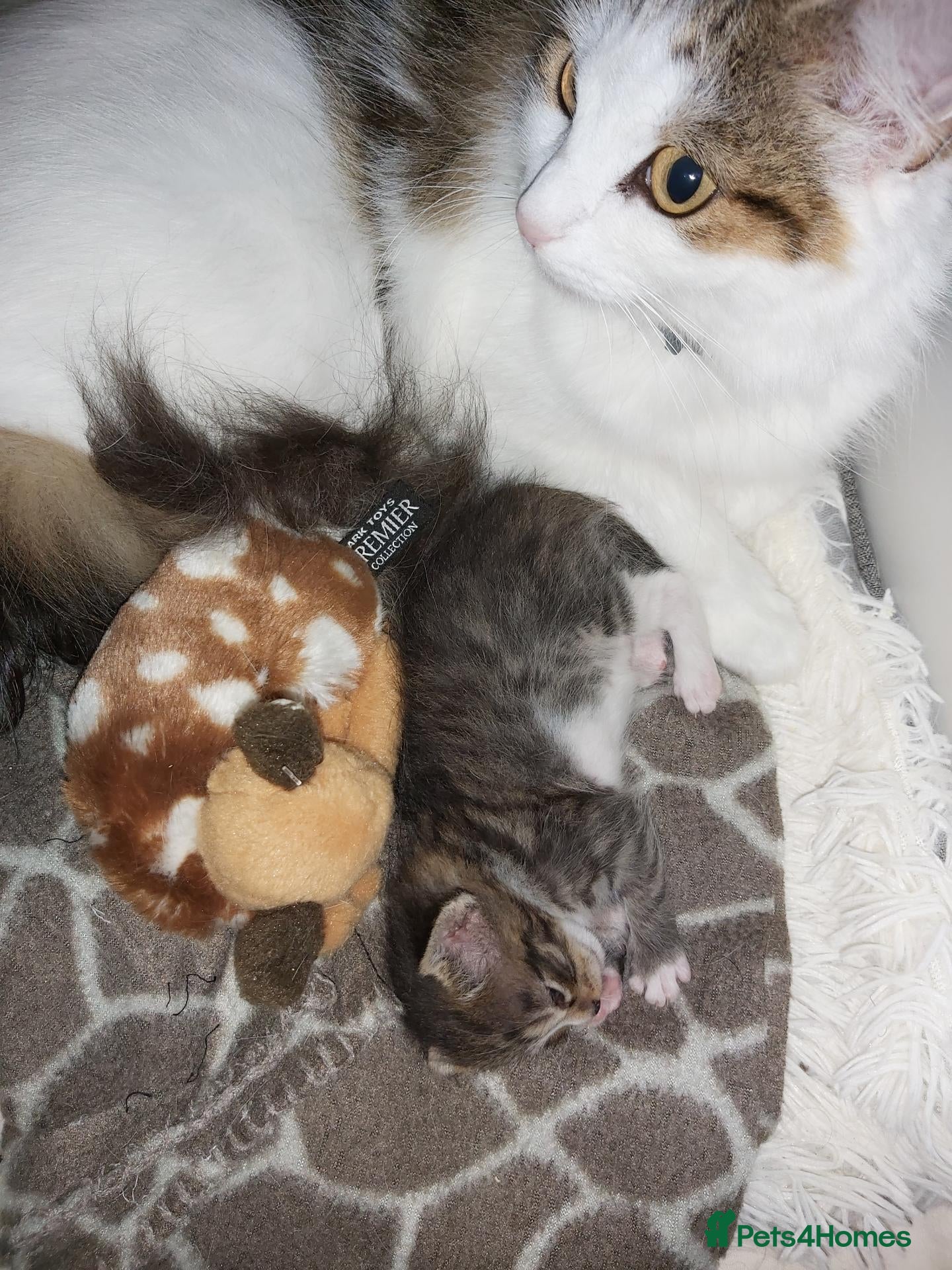 British Shorthair cats for sale: beautiful tabby kitten - Advert 6