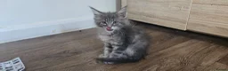 Maine Coon cats for sale: Maine Coon Kitten ready - Advert 15