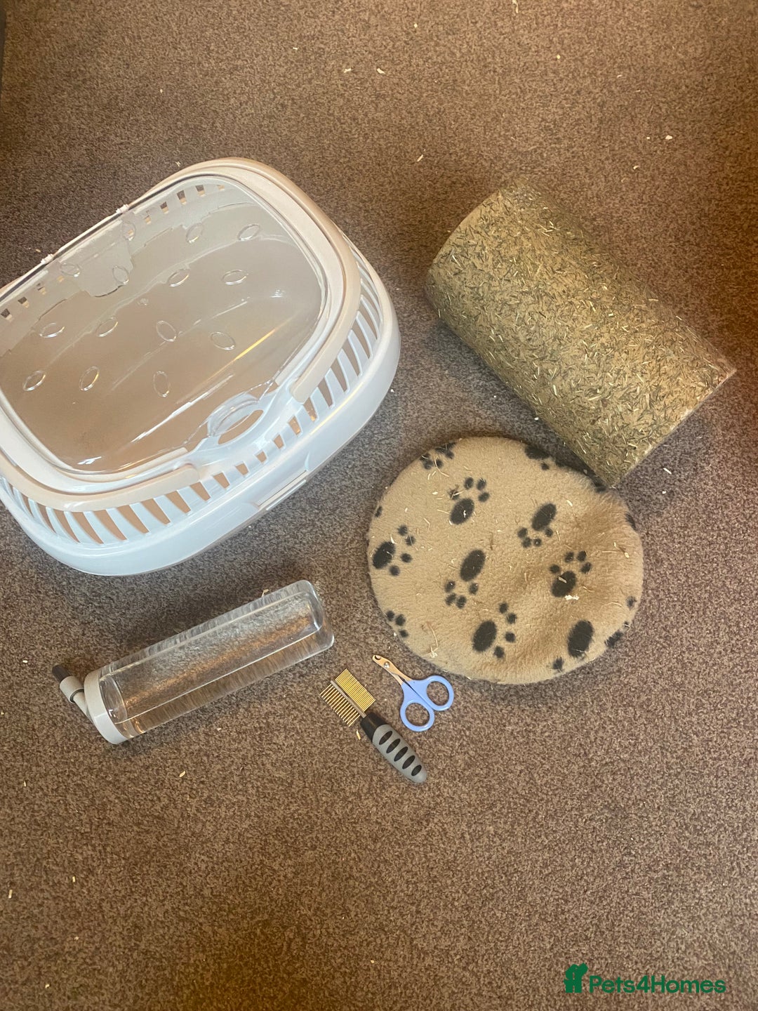 Guinea Pig rodents for sale: Cinnamon and peanut (comes with everything) - Advert 6