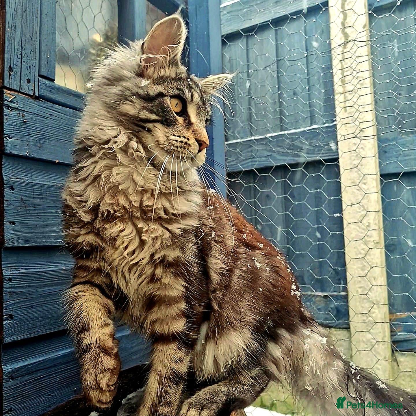 Maine Coon cats Niklouse  - Advert 1