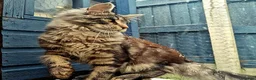 Maine Coon cats for stud: Niklouse  in Mold - Advert 1