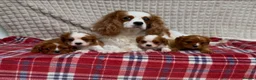 Cavalier King Charles Spaniel dogs for sale: STUNNING CAVALIER KING CHARLES PUPPIES  - Advert 6