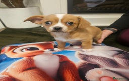 Mixed Breed dogs for sale: Chilliers pup girl - Image 2