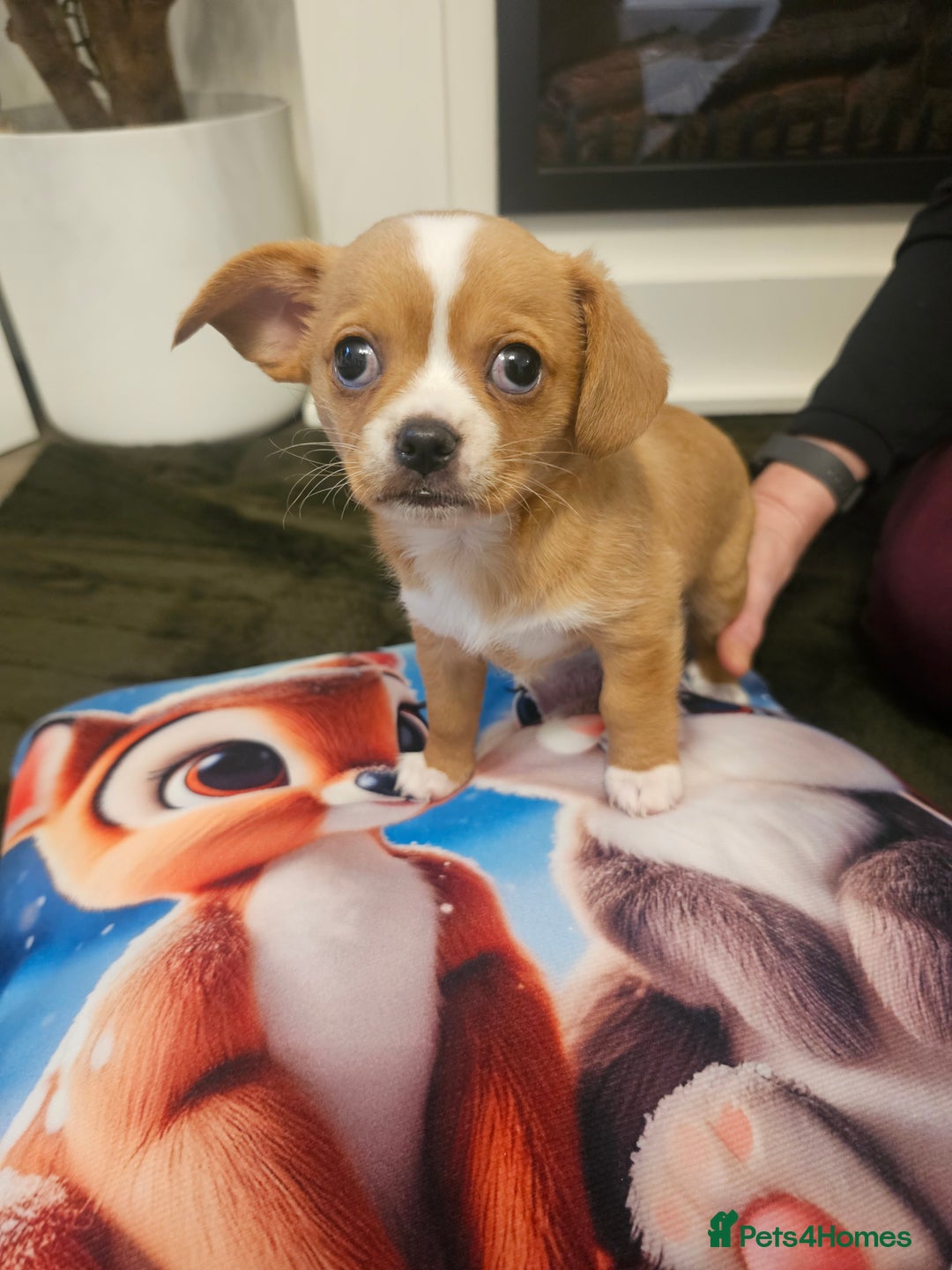 Mixed Breed dogs for sale: Chilliers pup girl - Image 2