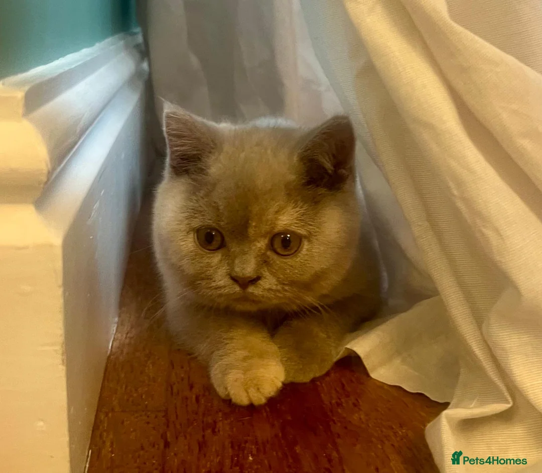 British Shorthair cats for sale: British shorthair females ready to leave soon GCCF - Advert 9