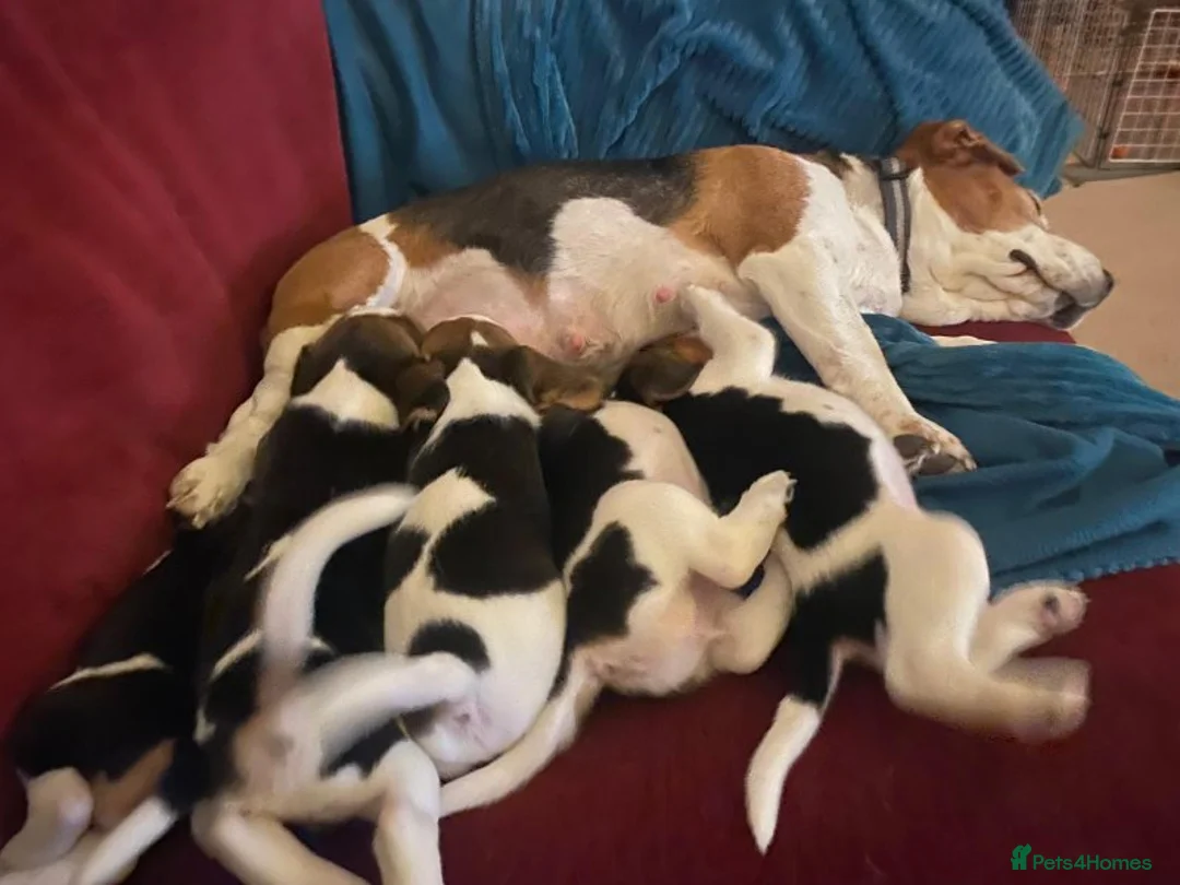 Beagle dogs for sale: Beagle chunky beagle pups for sale - Advert 13