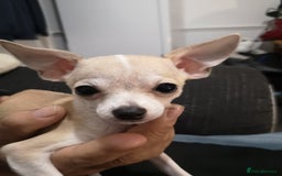 Chihuahua dogs for sale: Gorgeous tiny chibuahuas - Image 20