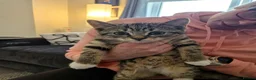 Mixed Breed cats for sale: Female kittens  - Advert 5