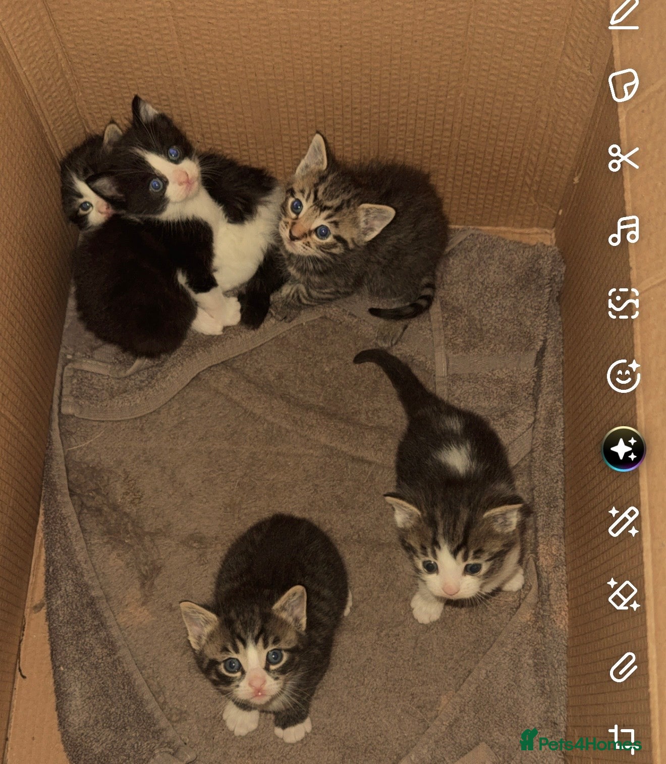 Mixed Breed cats Kittens for sale  - Advert 1