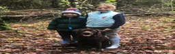 Labrador Retriever dogs for sale: Gorgeous KC Registered Chocolate Labrador Puppies  in Caldicot - Advert 4