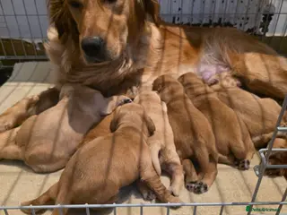 Golden Retriever dogs Kc registered red golden retrievers - Advert 9