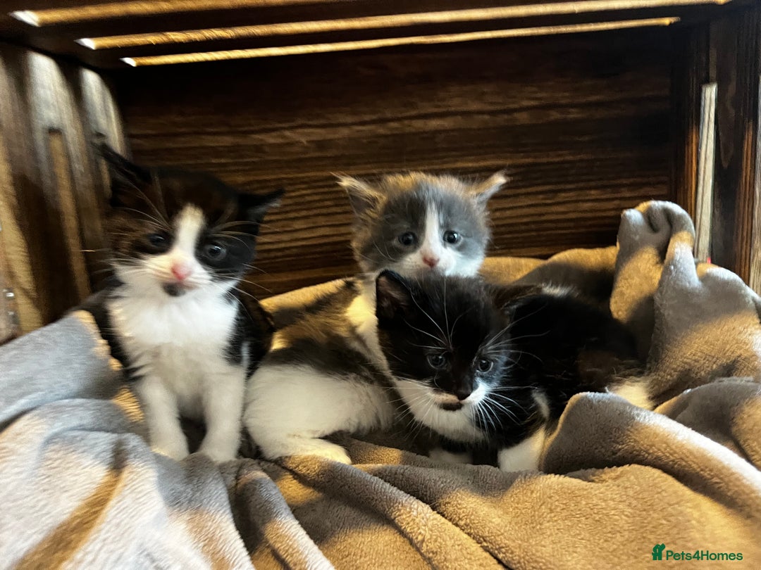 Mixed Breed cats for sale: Beautiful kittens - Image 5
