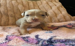 American Bully dogs for sale: American pocket bully’s  - Advert 5