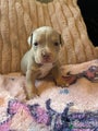 American Bully Puppy 6