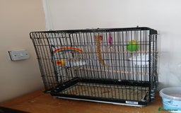 Budgerigars birds for sale: 7 month old Green female budgie  - Image 5