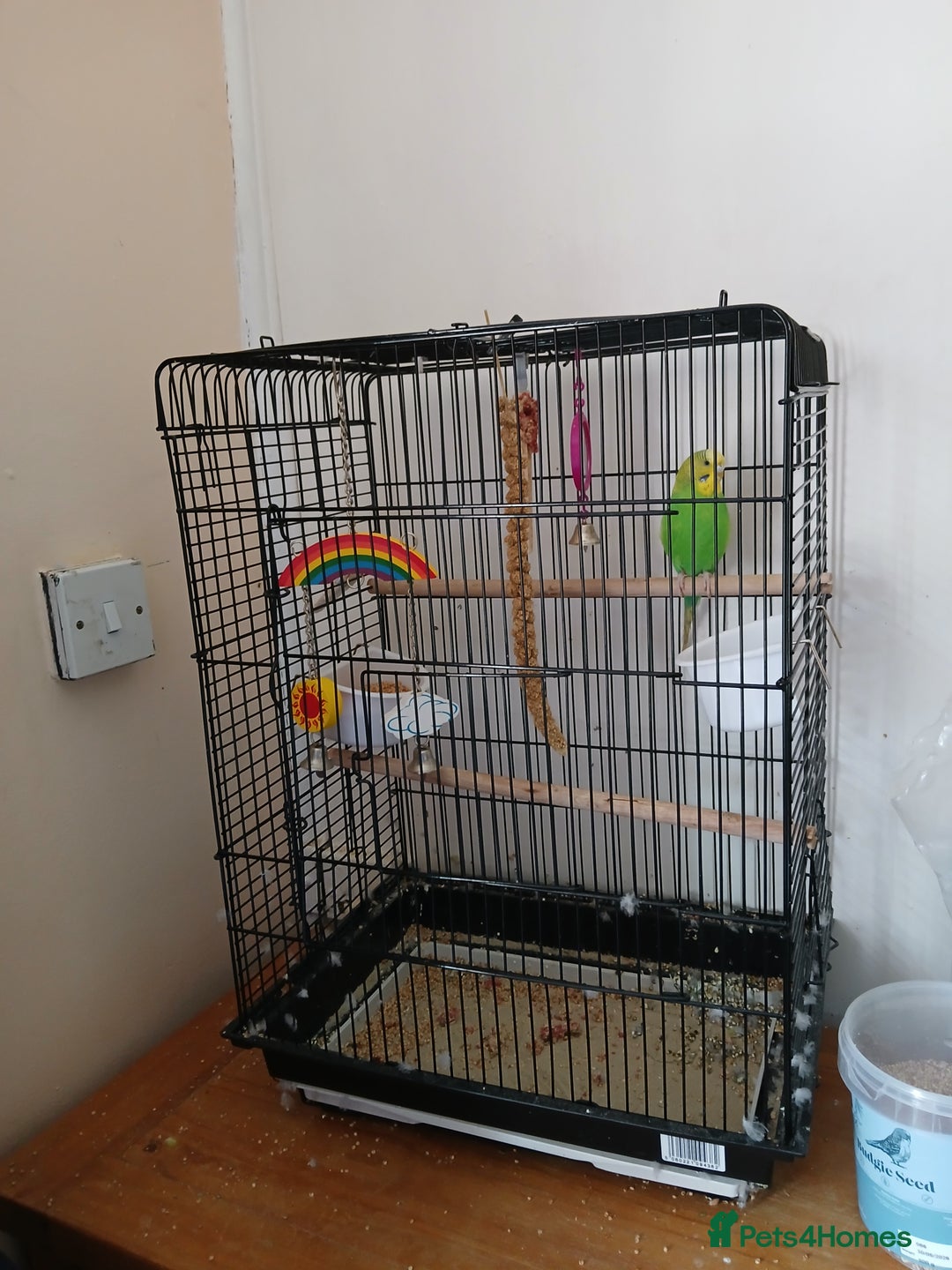 Budgerigars birds for sale: 7 month old Green female budgie  - Image 5