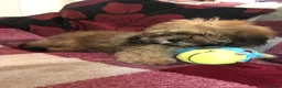 Shihpoo dogs for sale: shihpoo puppies for sale  - Advert 21