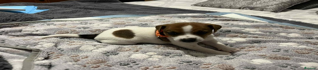 Jack Russell Puppy orange collar 