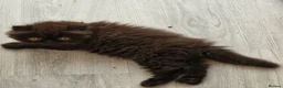 Persian cats for sale: Reserved GCCF Registered Black male persian  - Advert 6