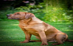 Labrador Retriever dogs for sale: 🐾 KC Registered Fox Red Lab Puppies 🐾 - Image 27