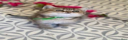 British Shorthair cats for sale: British shorthair/longhair golden kittens  - Advert 36
