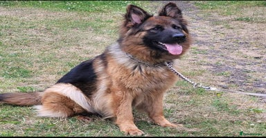German Shepherd dogs - Advert 5