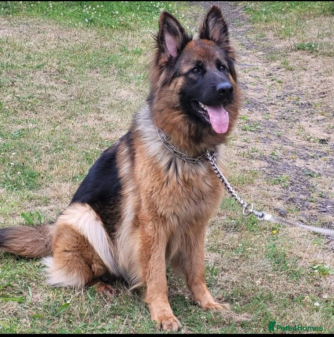 German Shepherd dogs for sale: German shepherd puppies  - Image 2