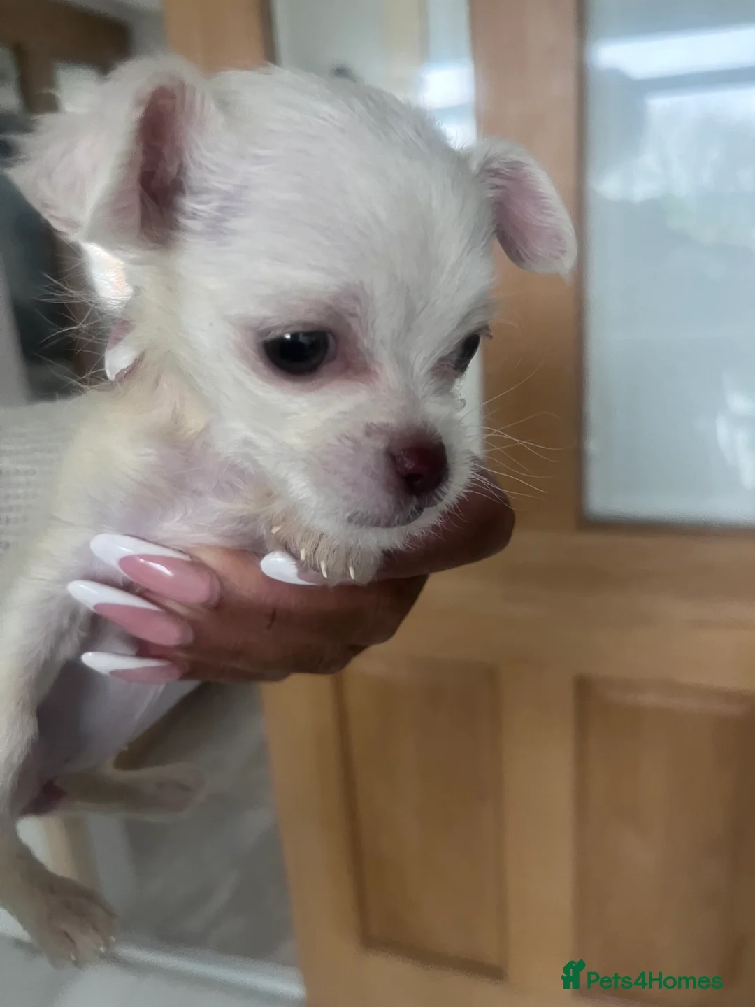 Mixed Breed dogs for sale: Chihuahua mixed breed - Advert 4