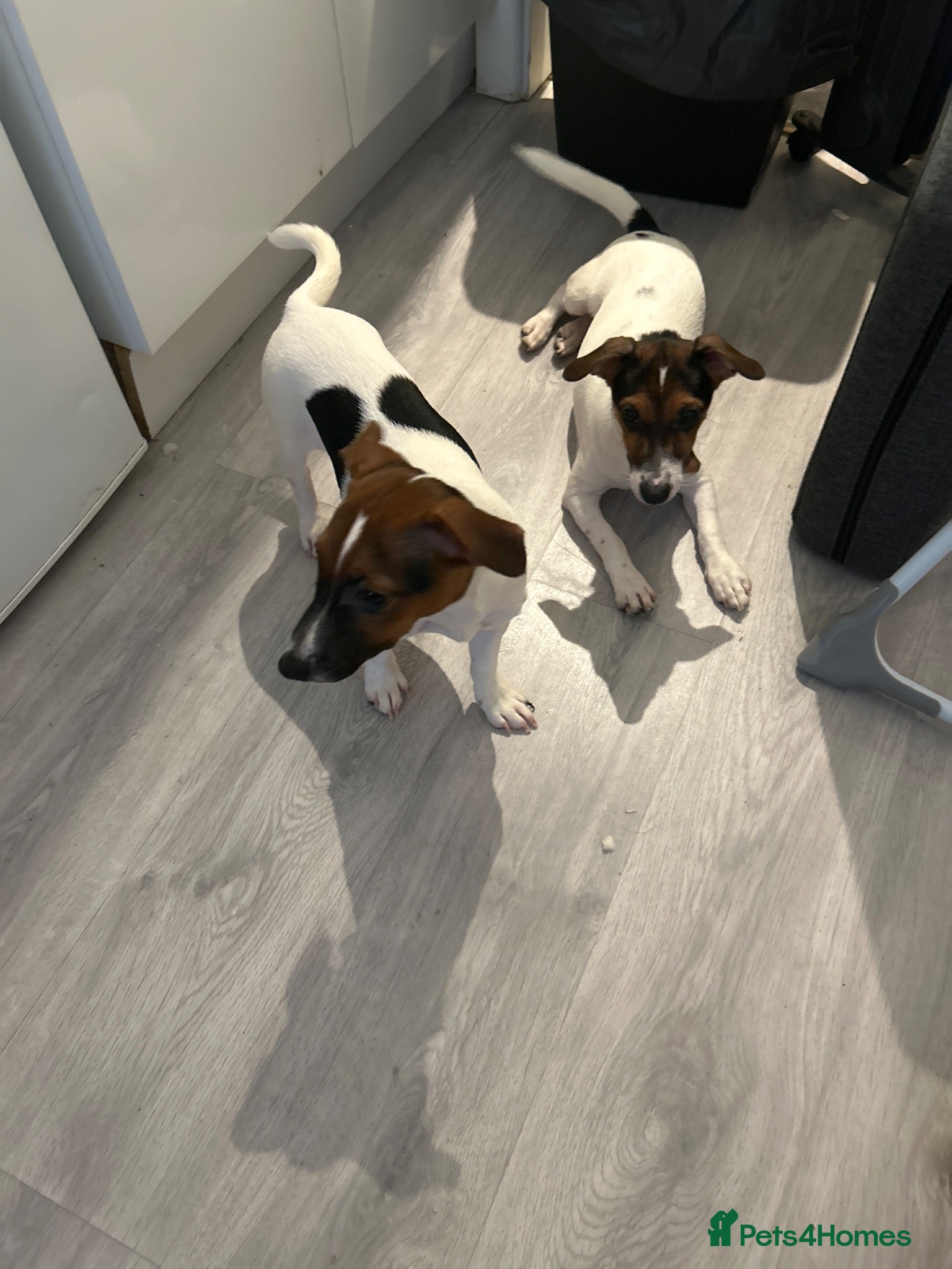 Jack Russell dogs Jack Russell’s  - Advert 3