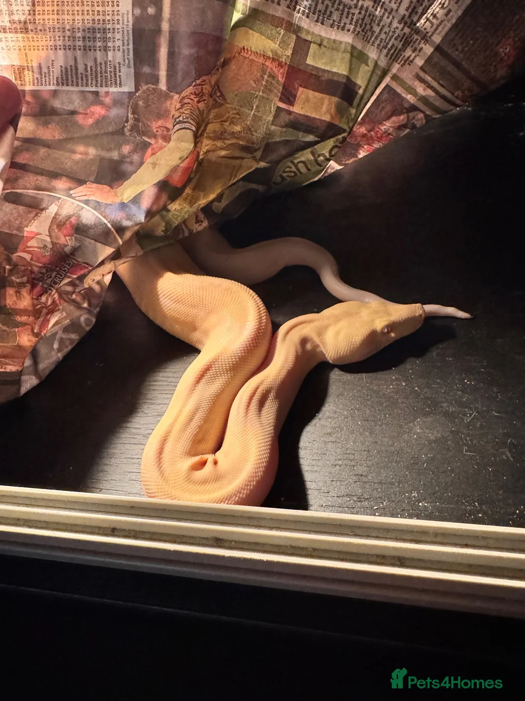 Mixed Breed reptiles for sale: Snakes and lizards for sale  - Advert 1