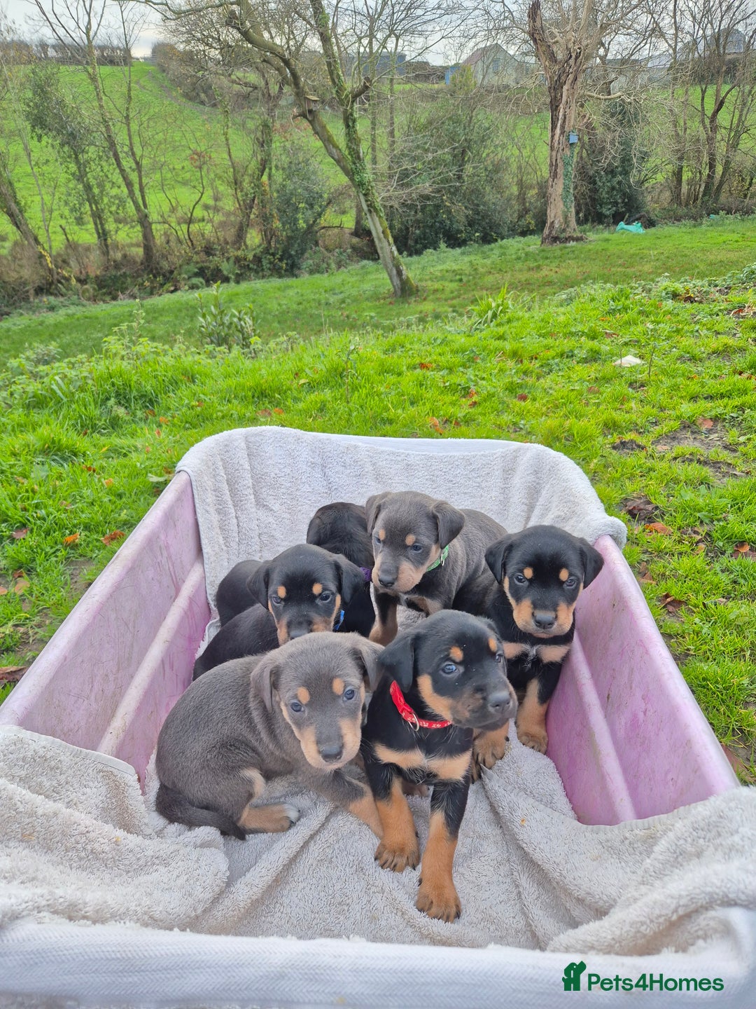 Mixed Breed dogs for sale: Huntaway x collie pups - Advert 2