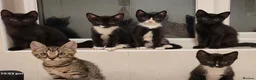Mixed Breed cats for sale: Beautiful Mix Breed Kittens - Advert 3