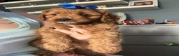 Toy Poodle dogs for stud: *KC Reg'd Toy Poodle Stud Dog*DNA Tested Clear* in Leyland - Advert 7