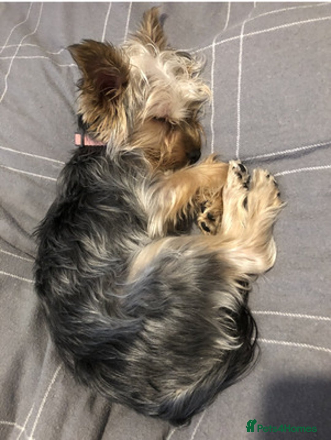 Yorkshire Terrier dogs for sale: Brilliant Yorkshire terrier - Image 4