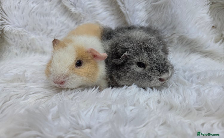 Guinea Pig rodents - Advert 3