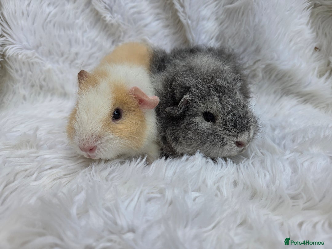 Guinea Pig rodents for sale: Pure Breed Teddy Females - Image 1
