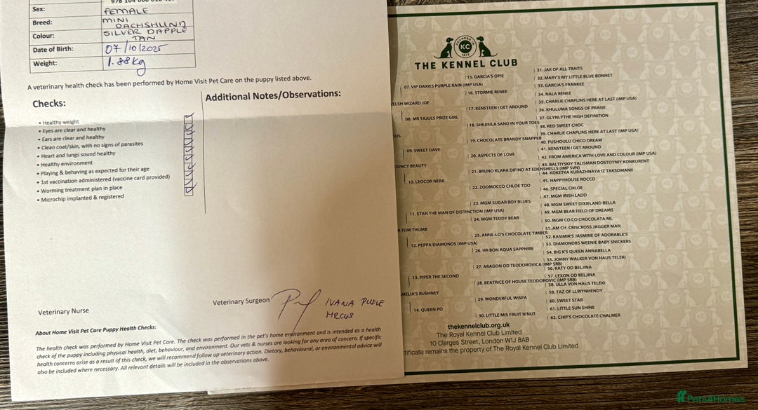 Miniature Dachshund dogs for sale: Mini dachshund puppies KC registered, DNA tested - Advert 4