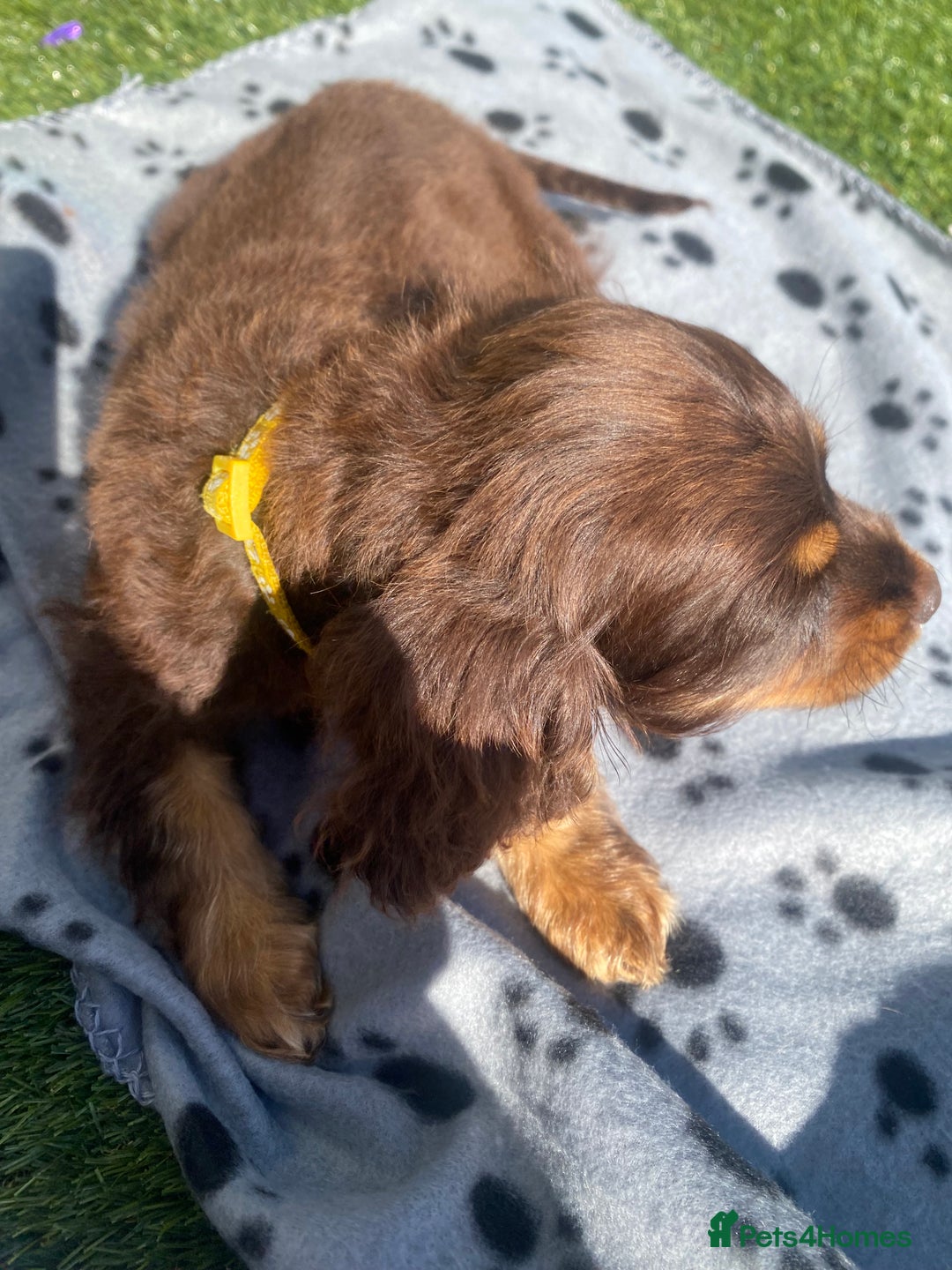 Cockapoo dogs for sale: Gorgeous American cockapoos  - Image 29