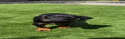 Dobermann dogs for sale: Health tested parents, Doberman puppies available. - Advert 4