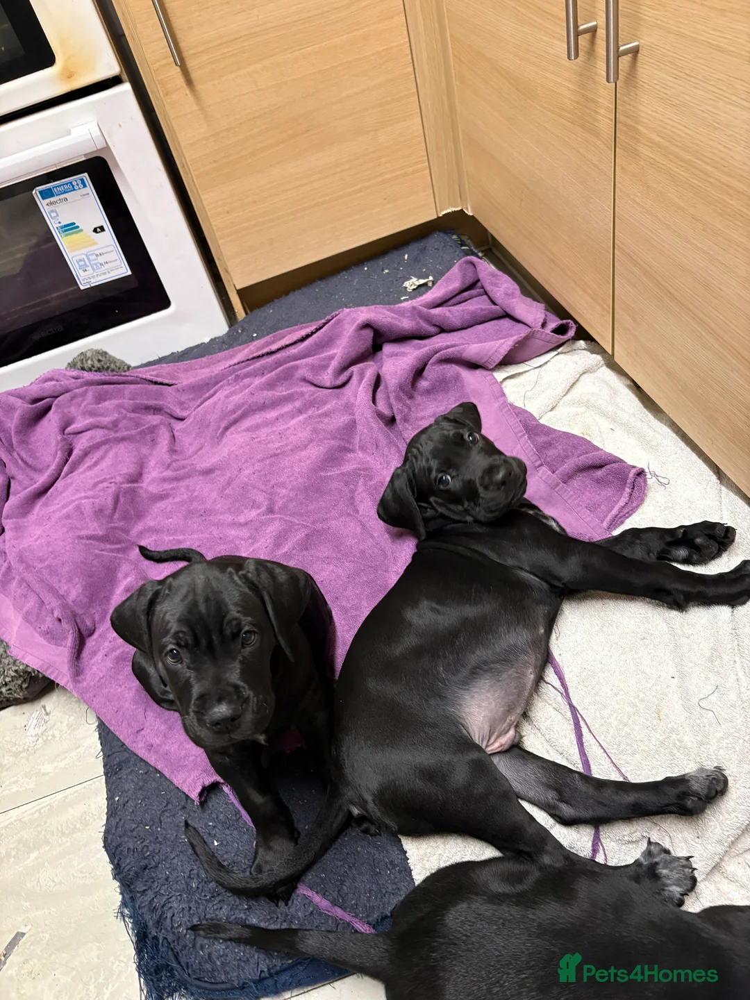 Cane Corso dogs for sale: Cane corso’s  - Advert 2