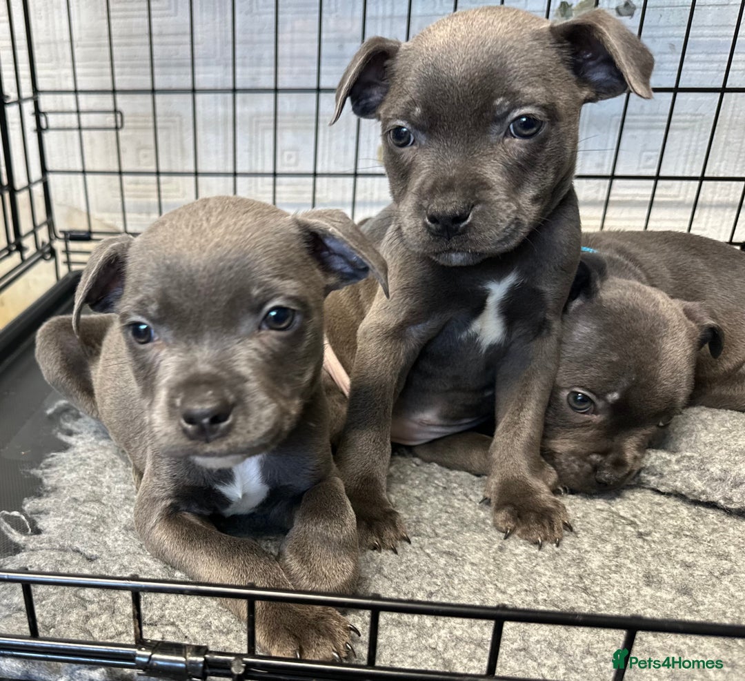 Staffordshire Bull Terrier dogs for sale: KC ⭐️Champion⭐️ bloodline Staffy Ready to leave - Advert 13