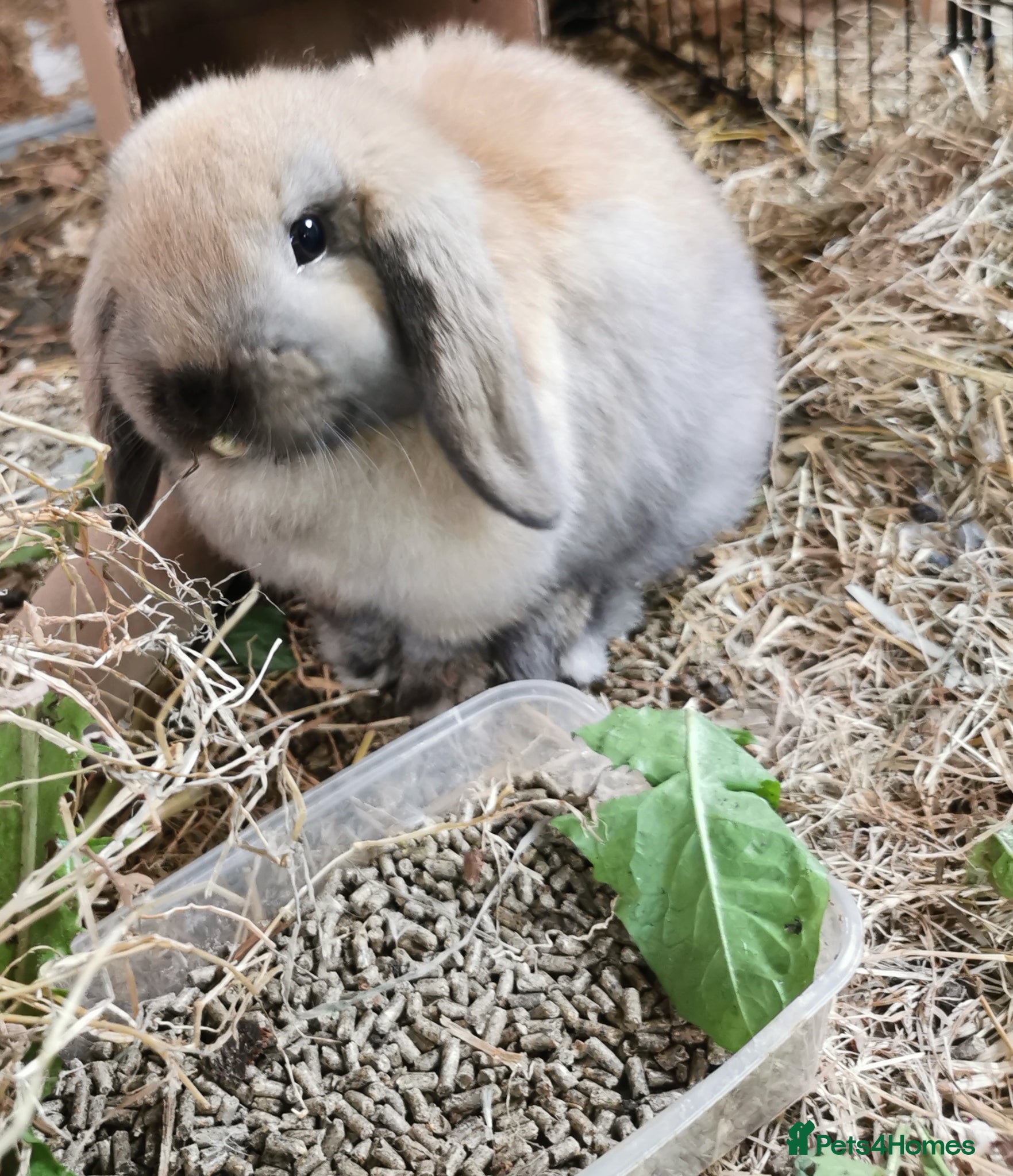 Mini Lop rabbits Pure breed Mini lop kits. Rabbits 1 male, 1 female - Advert 6