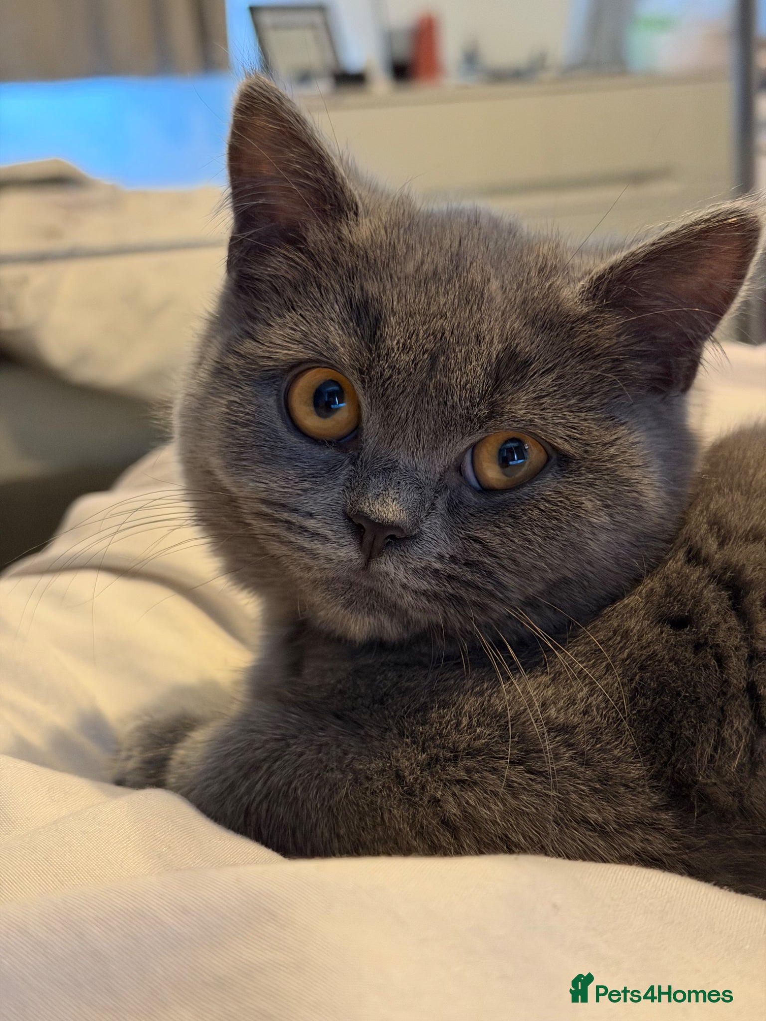 British Shorthair cats British shorthair  - Advert 13